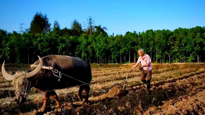 发现没有，如今农村很多有儿子的家庭，老人过得还不如五保户