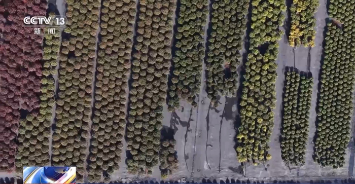 特色年宵花上新 各地畅销品种不同 你选哪一种？